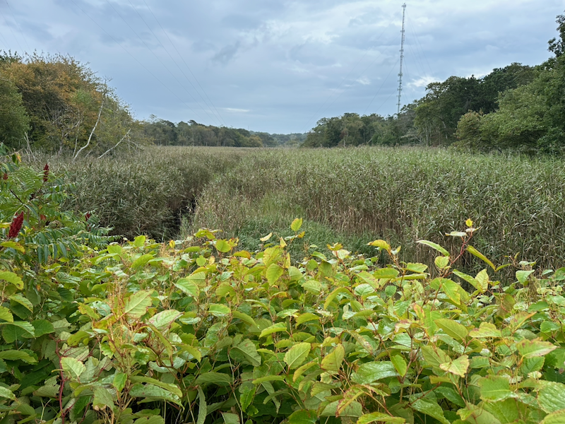 Marshland near Cape Cod Rail Trail in Orleans
