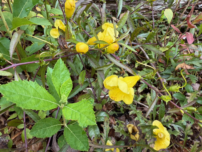 Flowers growing in Nickerson State Park