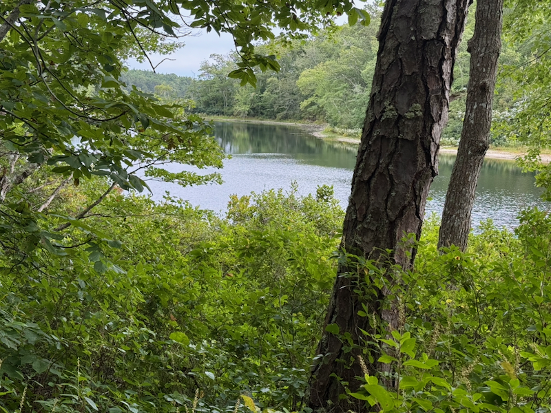 Little Cliff Pond in Nickerson State Park