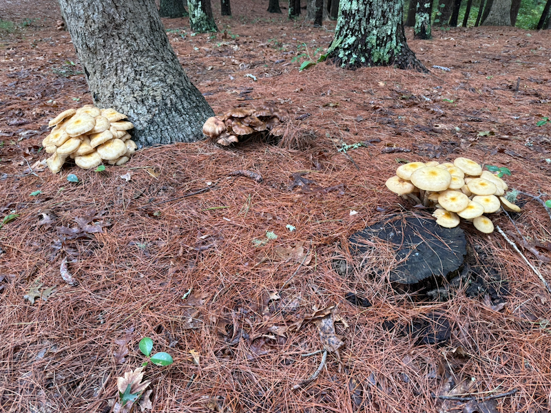 Mushrooms growing near my campsite