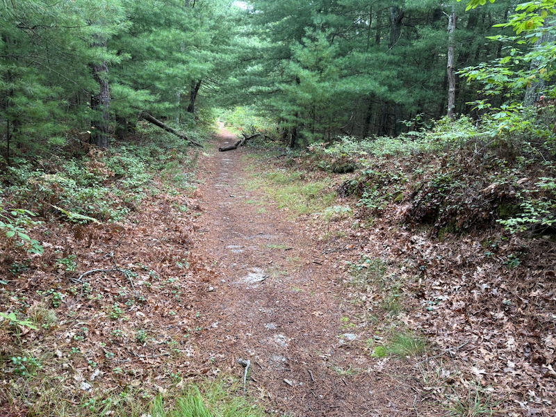A park trail near Area 7 of Nickerson State Park