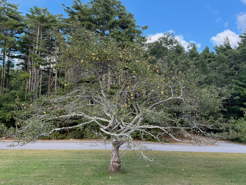 Apple Tree