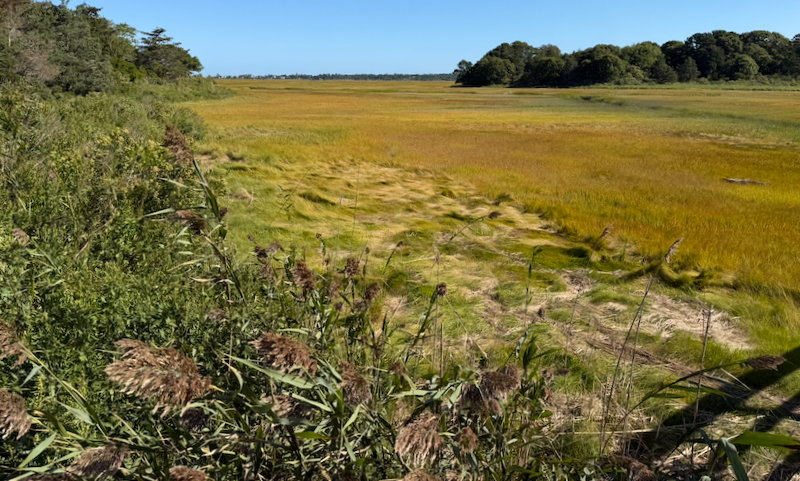 Salt Marsh Near Gray's Beach