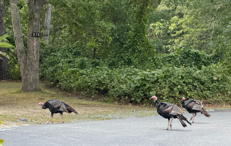 Wild Turkeys